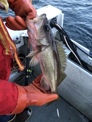 Sebastes brevispinis