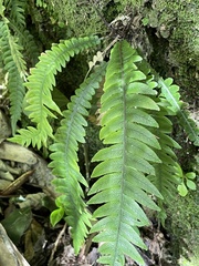 Blechnum chambersii