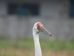 Leucogeranus leucogeranus