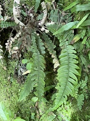 Blechnum chambersii