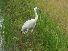 Leucogeranus leucogeranus