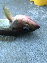 Sebastes brevispinis