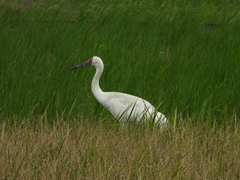 Leucogeranus leucogeranus