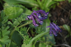 Corydalis conorhiza