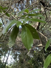 Melicytus ramiflorus