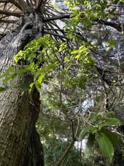 Melicytus ramiflorus