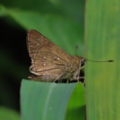 Torbenlarsenia gemella