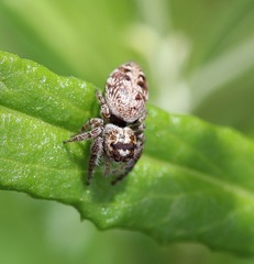 Opisthoncus abnormis