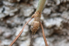 Candovia aberrata