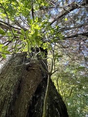 Melicytus ramiflorus