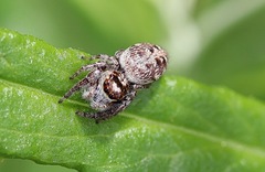 Opisthoncus abnormis