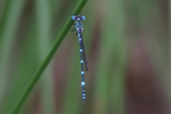 Austrolestes minjerriba