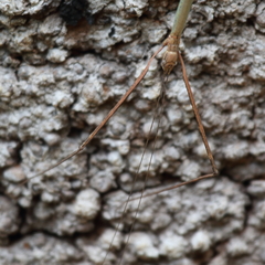 Candovia aberrata