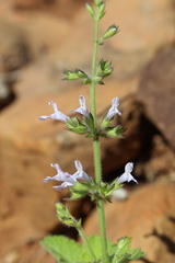 Anchusa capensis