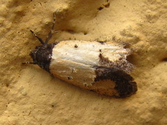 Tyrolimnas anthraconesa