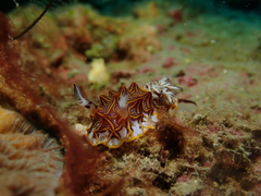 Halgerda tessellata