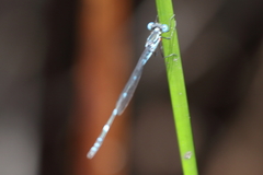 Austrolestes minjerriba