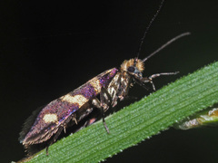 Micropterix allionella