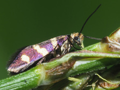 Micropterix allionella