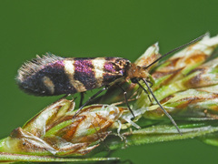 Micropterix allionella