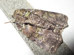 Blenina senex