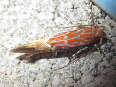 Labdia semicoccinea