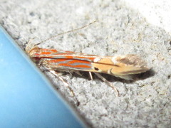 Labdia semicoccinea