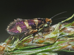 Micropterix allionella
