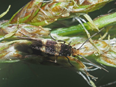 Micropterix allionella