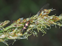Micropterix allionella