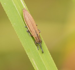 Eurispa albipennis