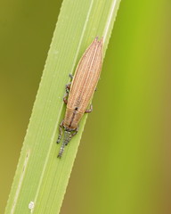 Eurispa albipennis