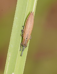 Eurispa albipennis