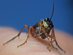 Tenthredo atra