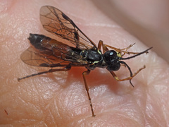 Tenthredo atra