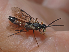 Tenthredo atra