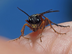 Tenthredo atra