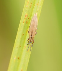 Eurispa albipennis