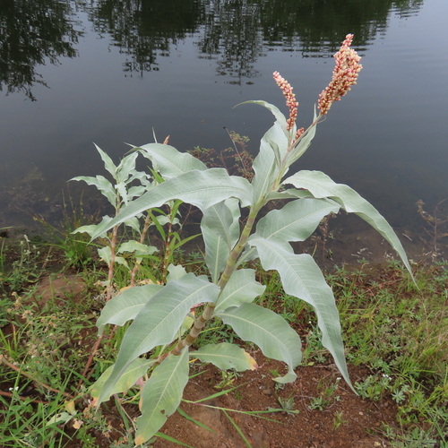 Senegalese Knotgrass