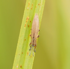 Eurispa albipennis