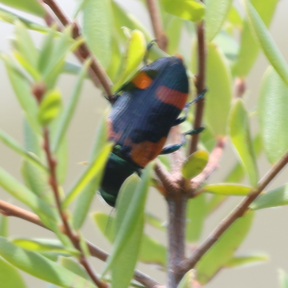 Temognatha obesissima