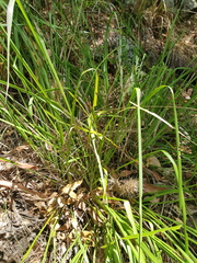 Lomandra hystrix