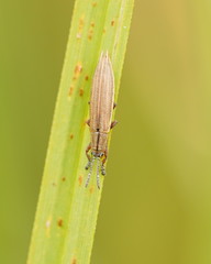Eurispa albipennis
