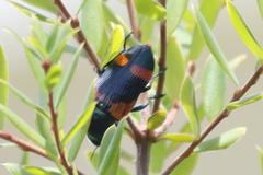 Temognatha obesissima