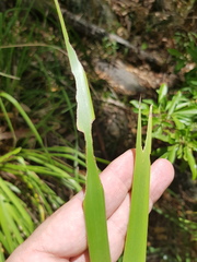 Lomandra hystrix
