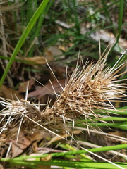 Lomandra hystrix
