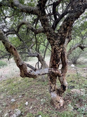 Commiphora tenuipetiolata