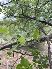 Commiphora tenuipetiolata