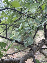 Commiphora tenuipetiolata