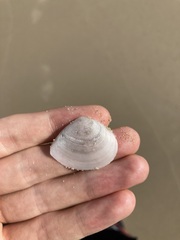 Macomona deltoidalis